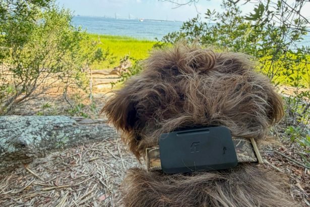 Fi’s Starlink-enabled pet tracker found my dog when LTE couldn’t