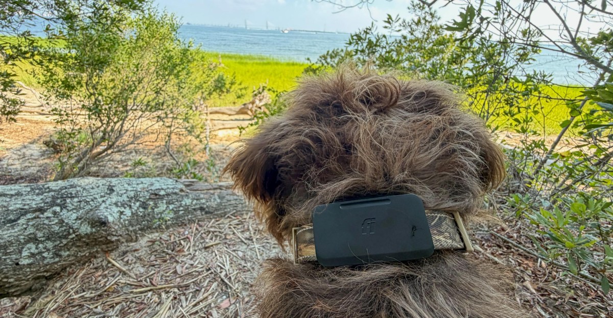 Fi’s Starlink-enabled pet tracker found my dog when LTE couldn’t