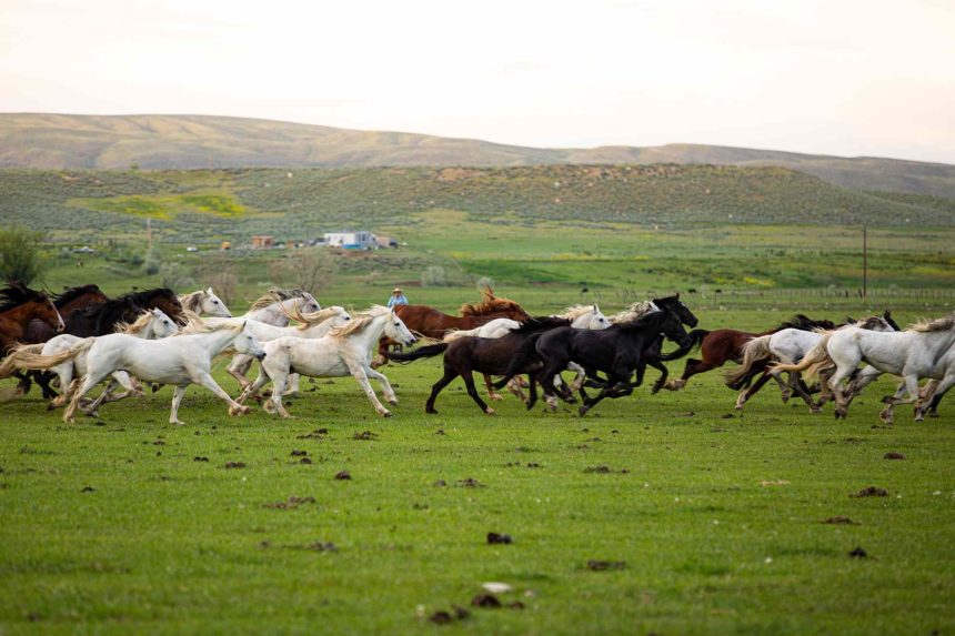 This Mountain Town Is an Affordable Alternative to Jackson Hole—With Rugged Charm, Wild Horses, and a 130-year-old Rodeo