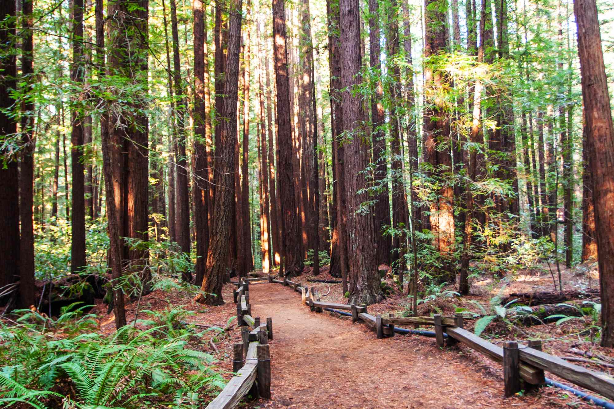 This Northern California Reserve Is a Quieter Alternative to Muir Woods—With 800 Acres of Redwood Forests and Few Crowds