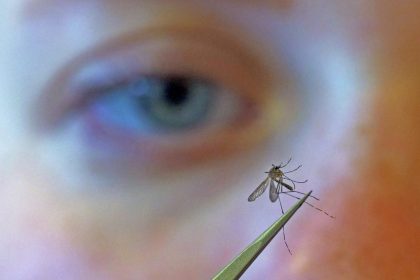 Shock rise in imported diseases as British tourists warned over mosquitoes this summer