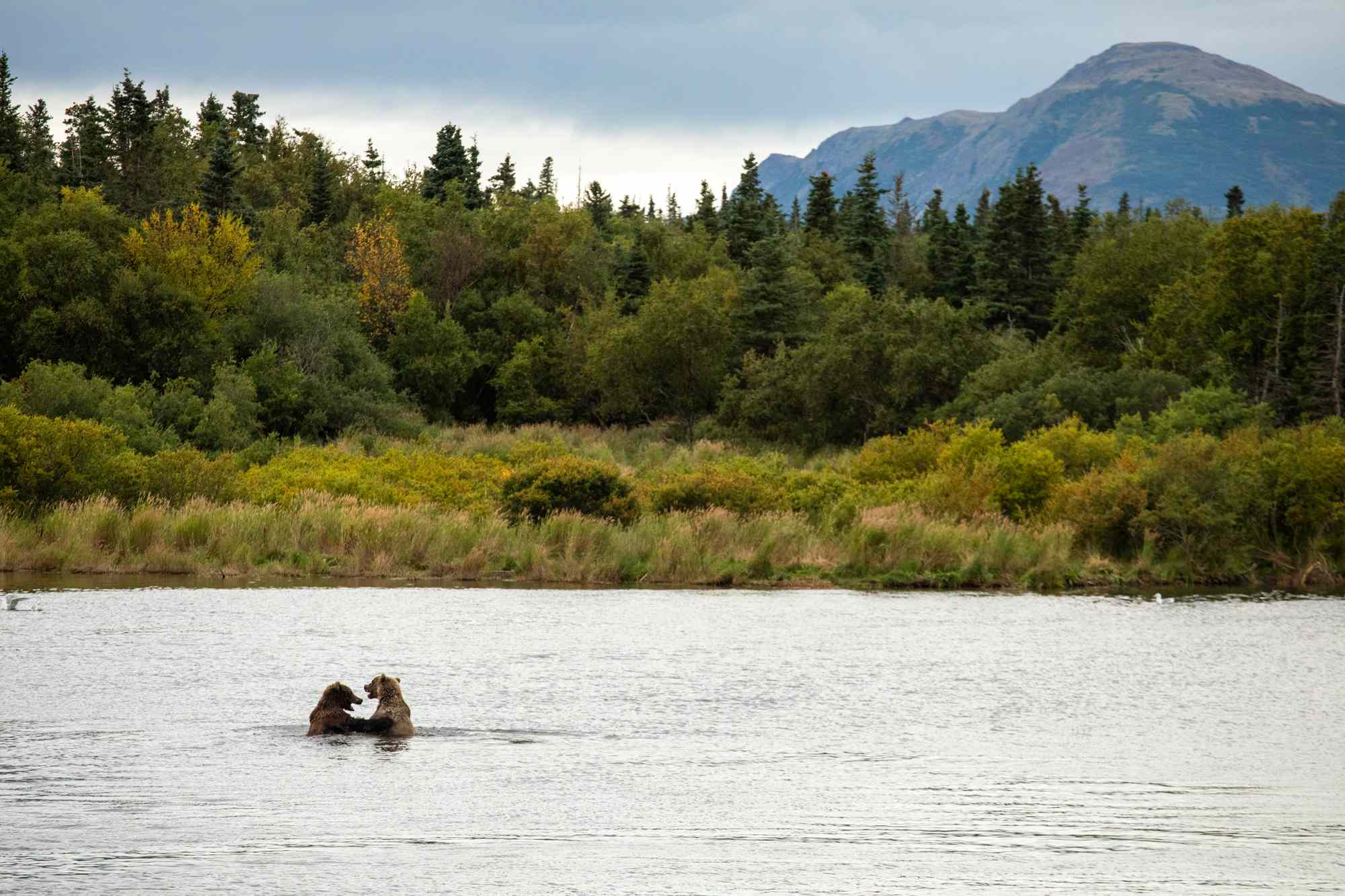 This Remote National Park Is Home to One of the World’s Most Extraordinary Wildlife Spectacles—and It’s Known As the ‘Bear Capital’ of Alaska