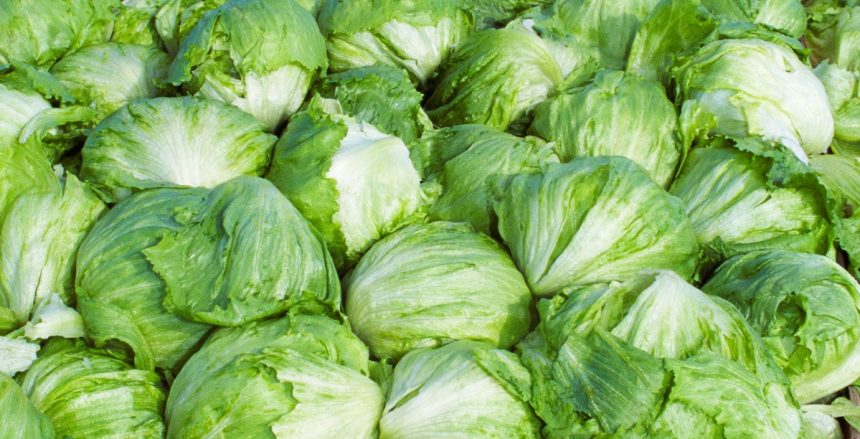 Taylor Farms pulls iceberg lettuce from the US market after cyclosporiasis outbreak