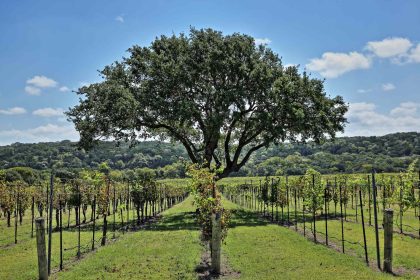 This Charming Texas Hill Country Town Is Under 1 Hour From Austin—With Wineries, Famous BBQ Spots, and Scenic Trails