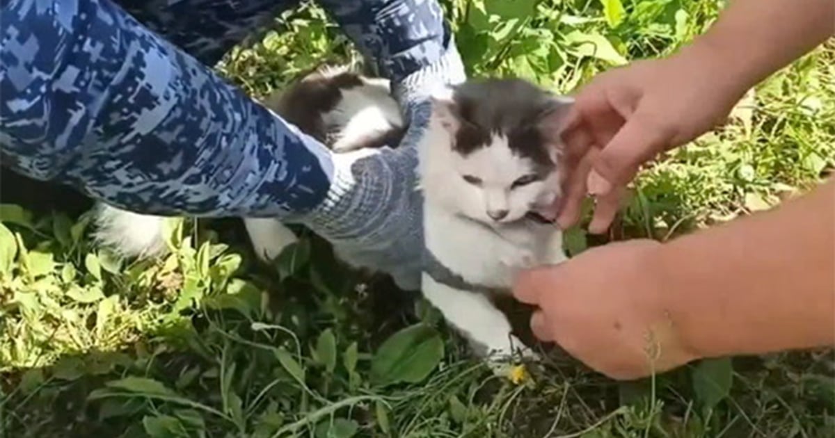 Cat detained by police after attempting to smuggle drugs into Russian prison