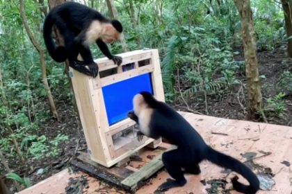 AI isn’t just being forced on us. Even forest monkeys are now a test audience in the name of science