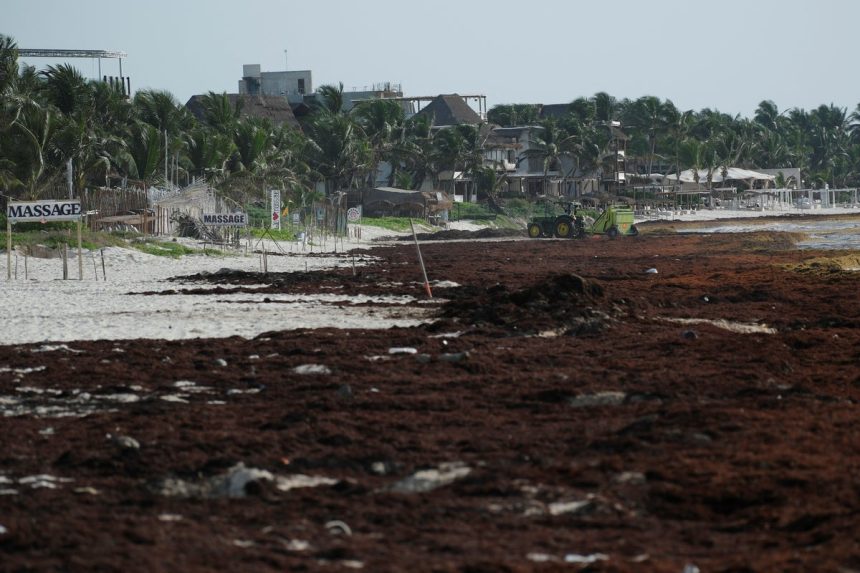 Sargassum seaweed has become a self‑sustaining disaster plaguing beaches – forcing scientists to explore unique solutions