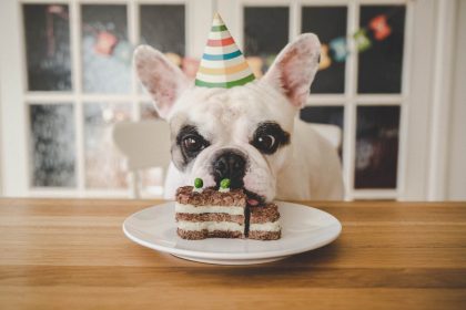 Veterinarian shares how to calculate how old your pet is in dog or cat years