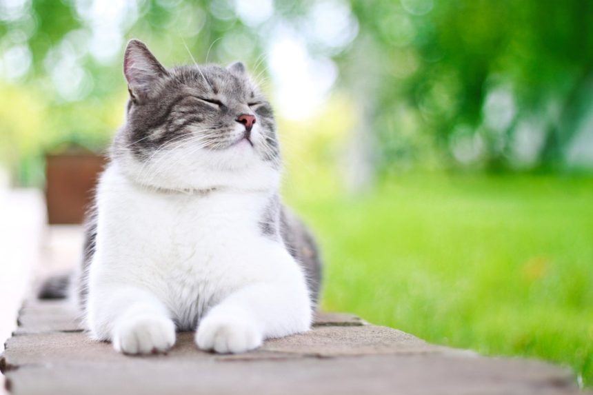 Four science-backed ways to tell if your cat loves you