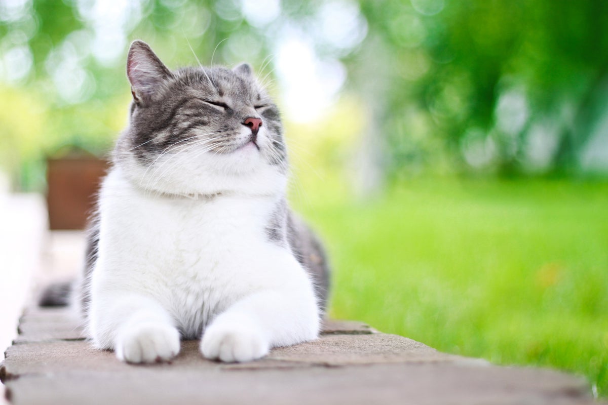 Four science-backed ways to tell if your cat loves you