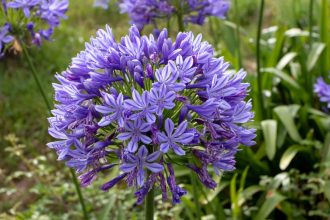 The five garden plants that can survive without water – even in a drought
