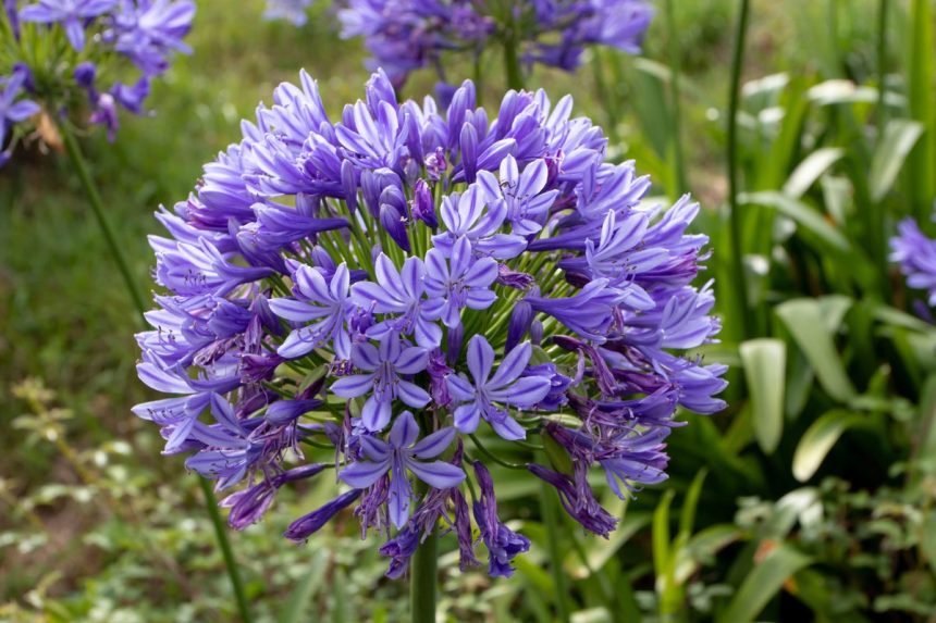 The five garden plants that can survive without water – even in a drought