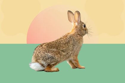 Ticks Can Spread a Disease Called Rabbit Fever. How Real Is the Risk?