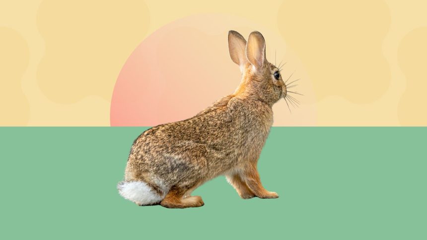 Ticks Can Spread a Disease Called Rabbit Fever. How Real Is the Risk?