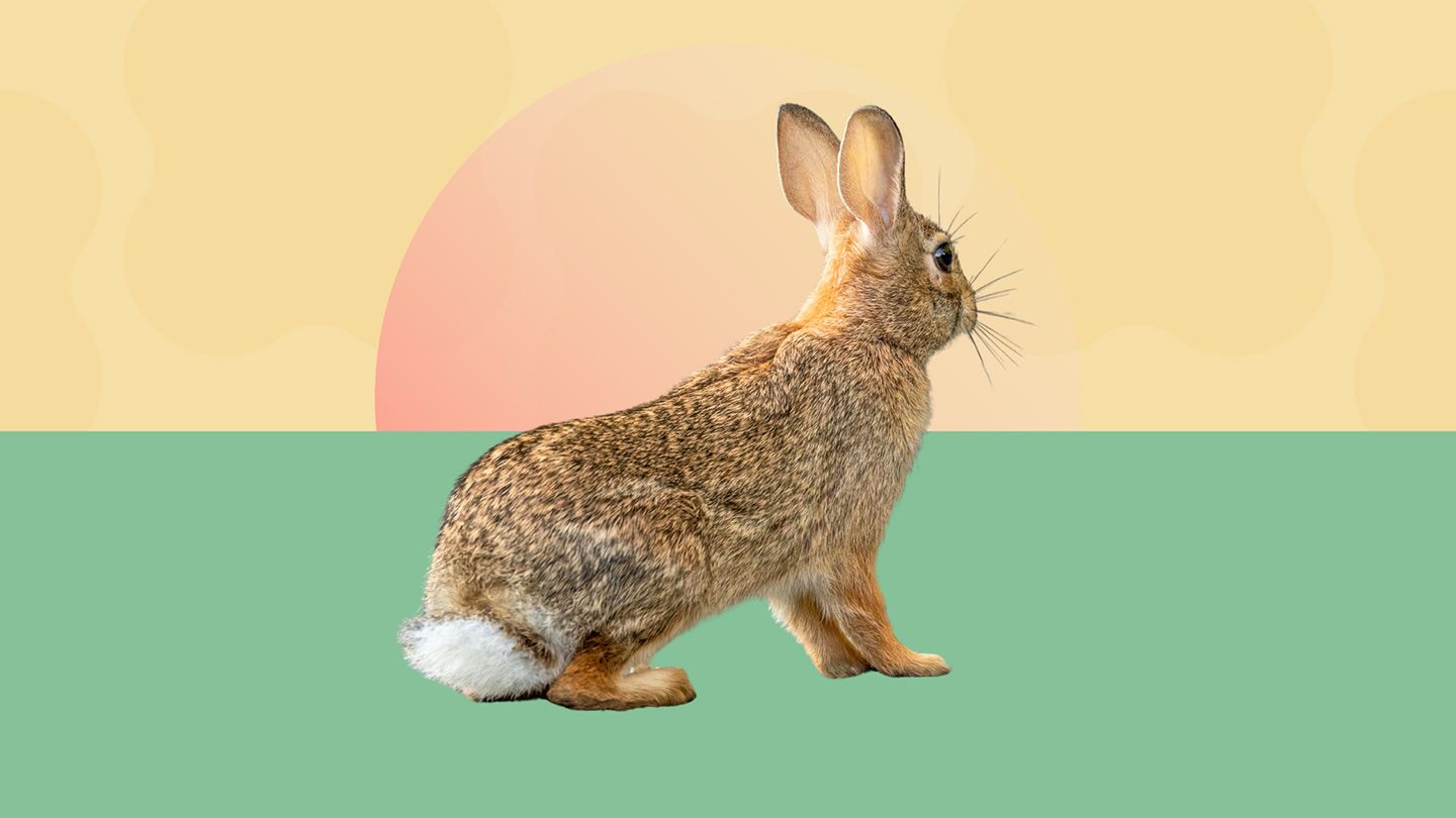 Ticks Can Spread a Disease Called Rabbit Fever. How Real Is the Risk?