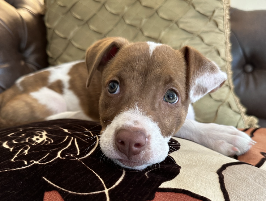 How to Turn Your Favorite Pet Photos Into Cute iPhone Emoji in 4 Easy Steps