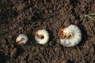 Do you have brown patches in your lawn? Here’s how to test for grubs