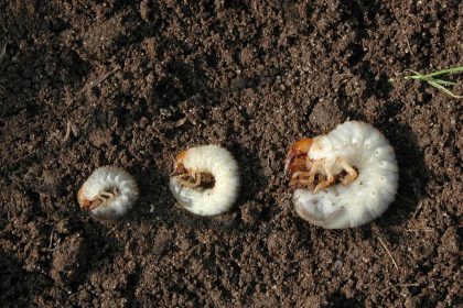 Do you have brown patches in your lawn? Here’s how to test for grubs