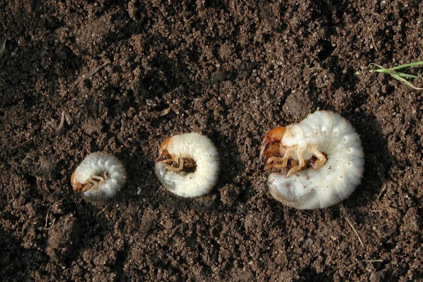 Do you have brown patches in your lawn? Here’s how to test for grubs