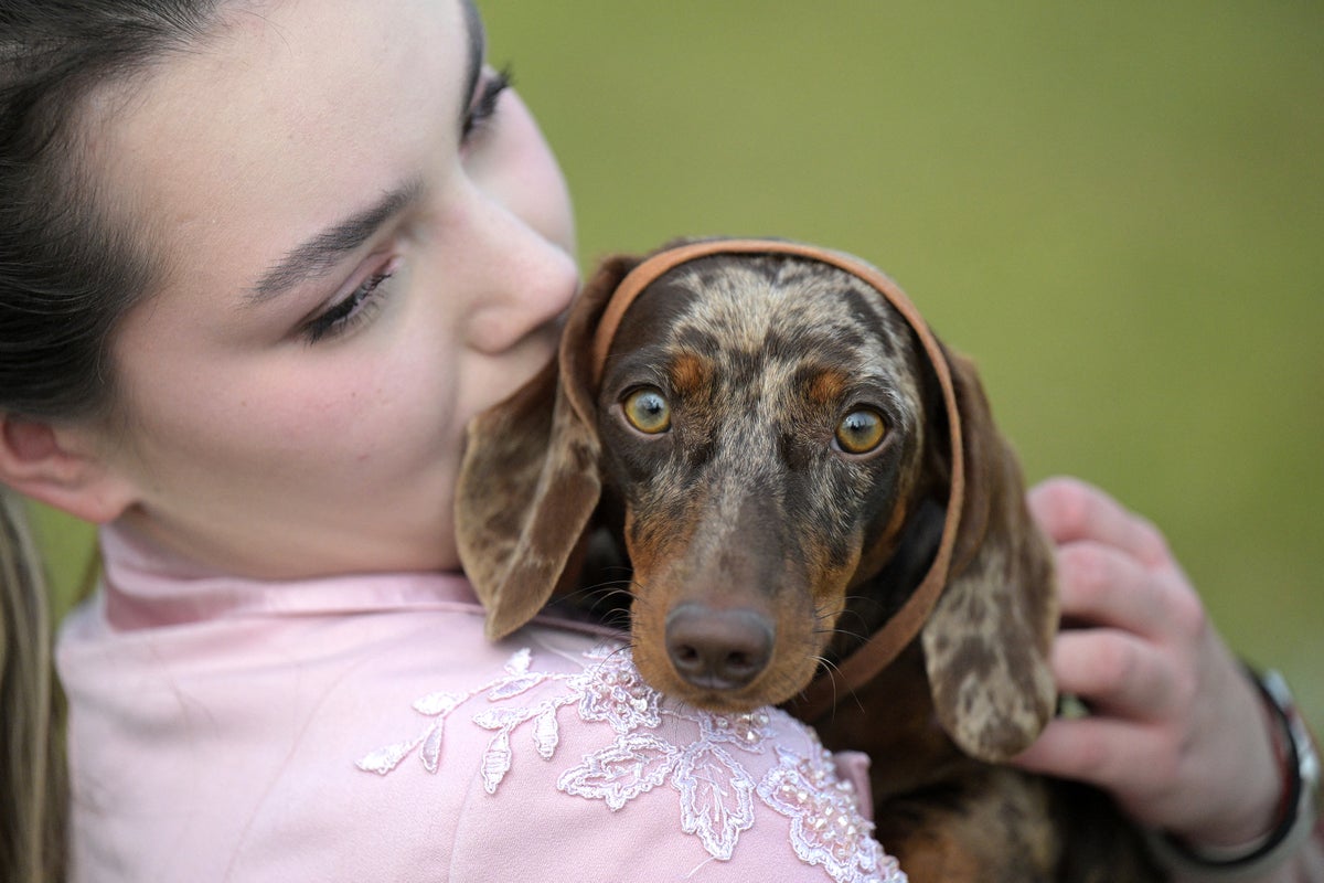 Four science-backed ways to tell if your dog trusts you
