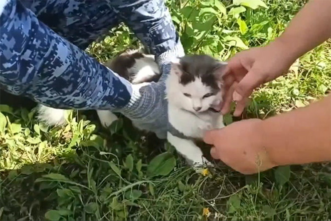 Cat detained by police after attempting to smuggle drugs into Russian prison