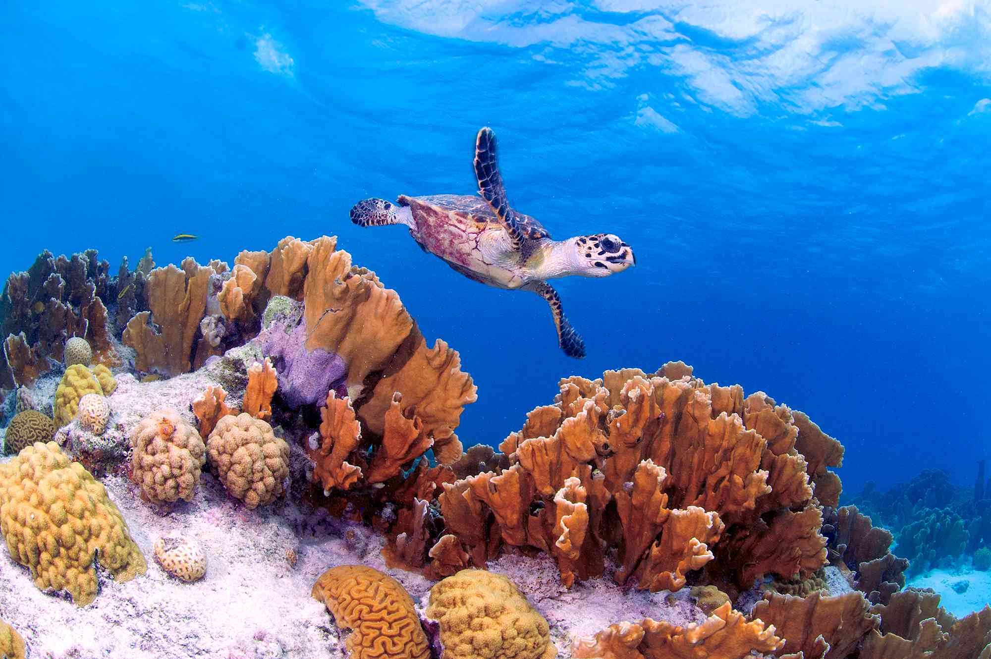 I’ve Scuba-dived All Over the Caribbean, but This Small Island With Over 80 Sites Is My Favorite