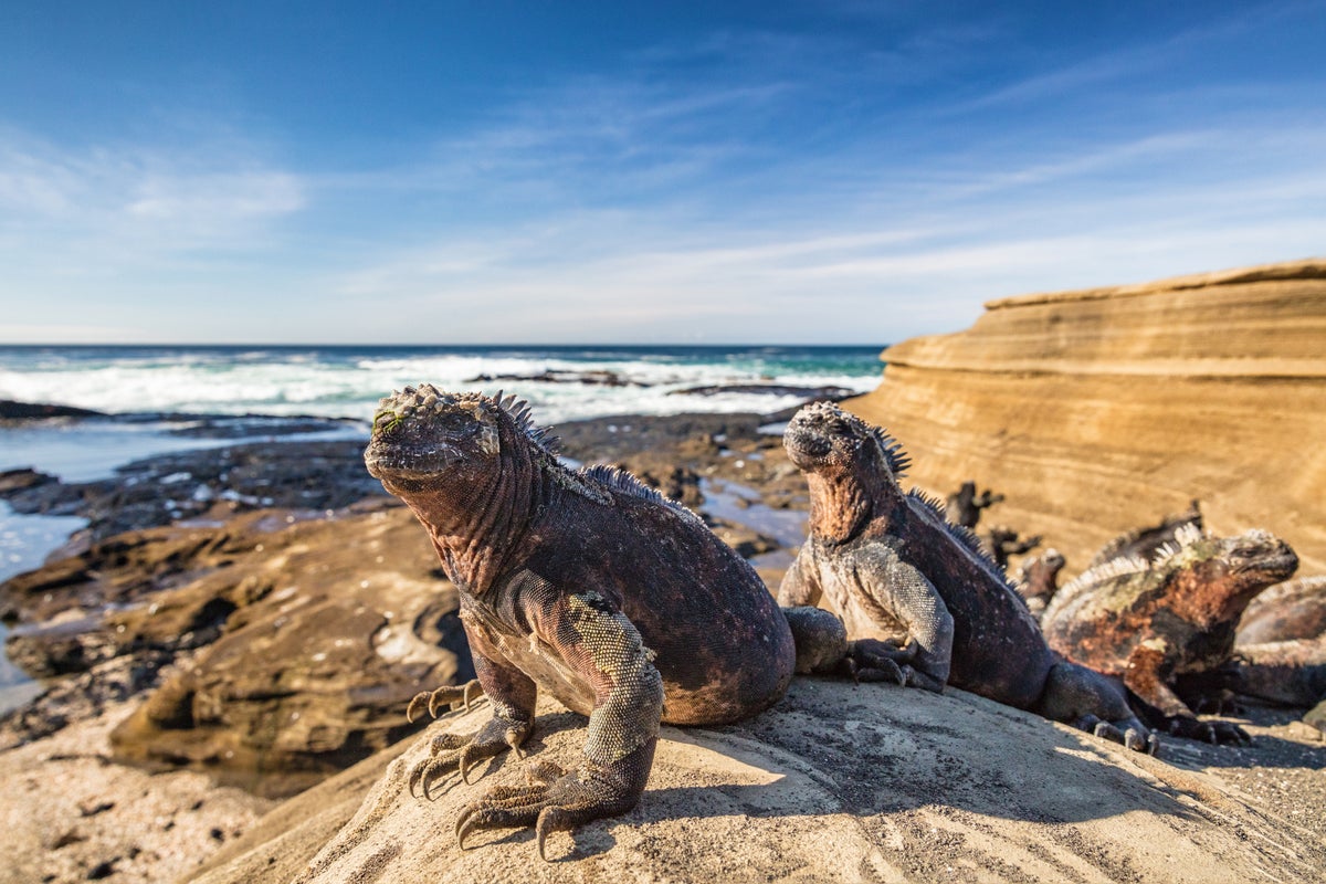 I took my family on a Galapagos Islands cruise and it changed how I feel about wildlife