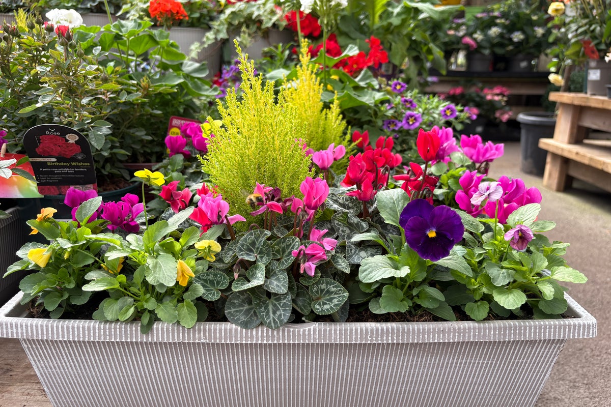The best flowers for planting a vibrant autumn pot display in your garden