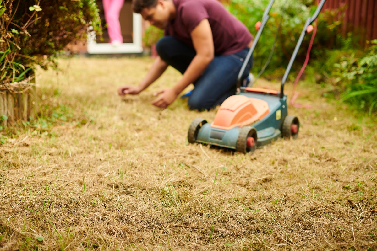 How to help your lawn recover this autumn after back-to-back heatwaves
