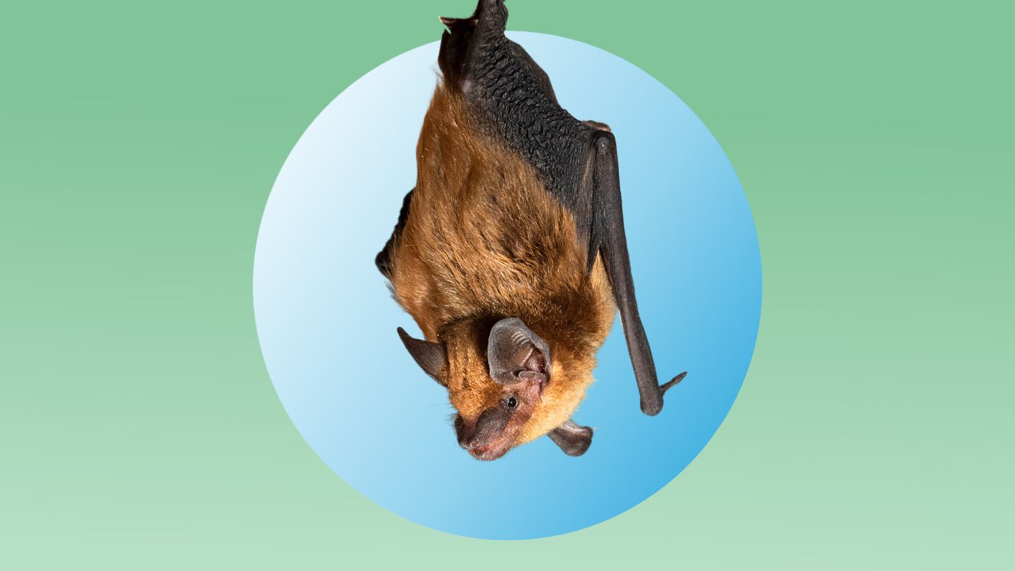 What to Do if a Bat Touches You