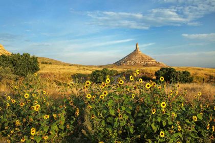 Once Billed as ‘Not for Everyone,’ This Is the Best State to See Fall Wildflowers in the U.S.