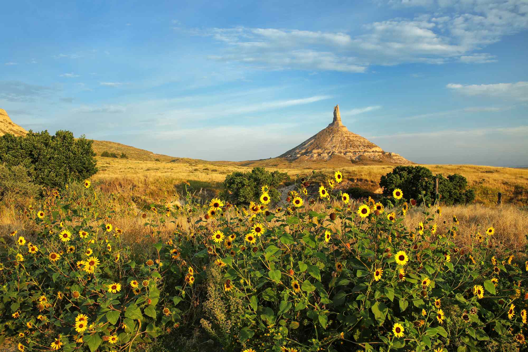 Once Billed as ‘Not for Everyone,’ This Is the Best State to See Fall Wildflowers in the U.S.
