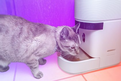 My Cat and I Tested Petlibro’s New Smart Feeder That Data-Tracks Food Intake. We Have Thoughts