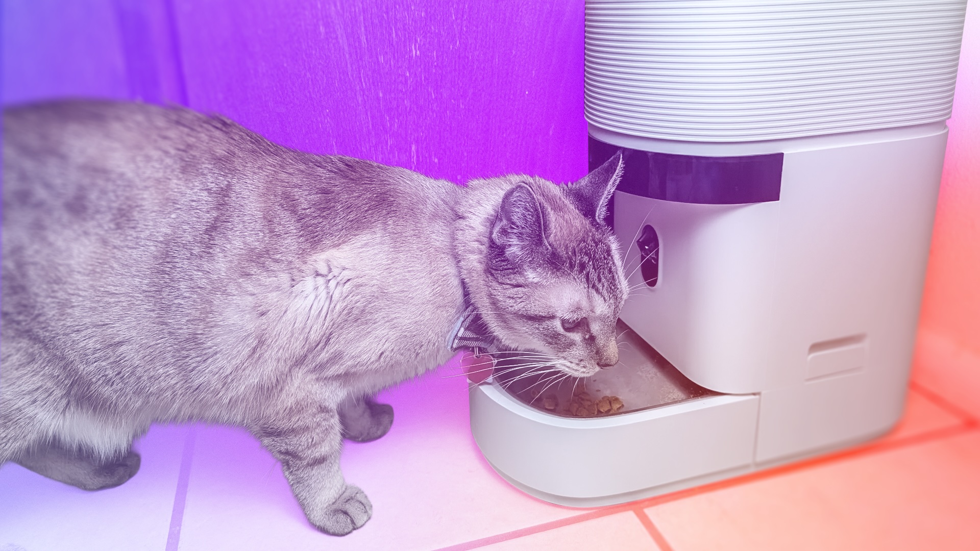 My Cat and I Tested Petlibro’s New Smart Feeder That Data-Tracks Food Intake. We Have Thoughts