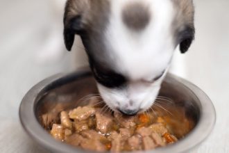 Dog supplements sold on Amazon, Chewy part of urgent recall