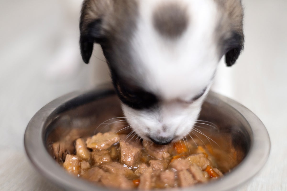 Dog supplements sold on Amazon, Chewy part of urgent recall