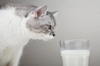 The real reason you should never give milk to your cat