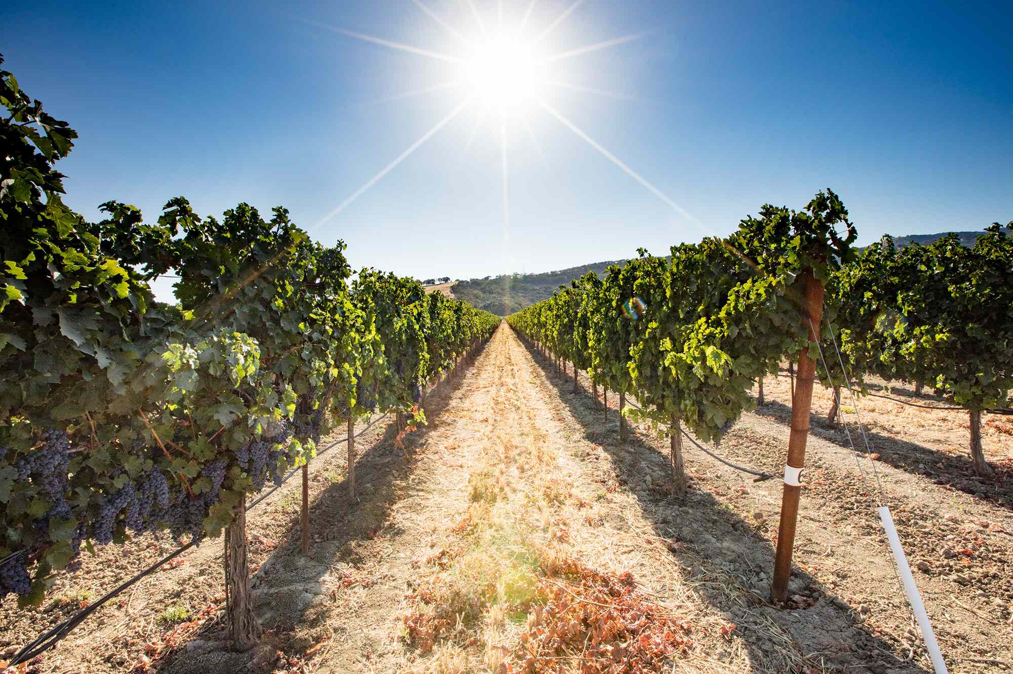 I Live in California, and This Underrated Wine Region Is a Rustic Gem With Family-run Vineyards