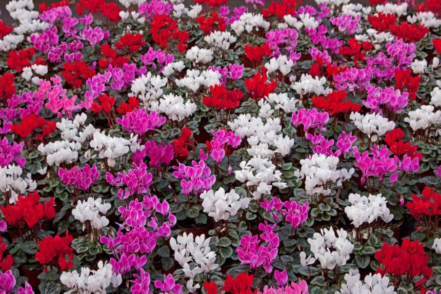 Cyclamen: Which of these autumn favourites will last?