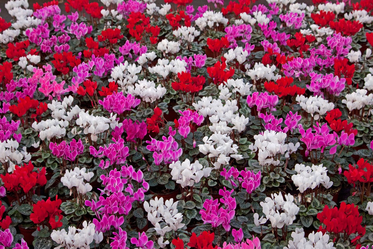 Cyclamen: Which of these autumn favourites will last?