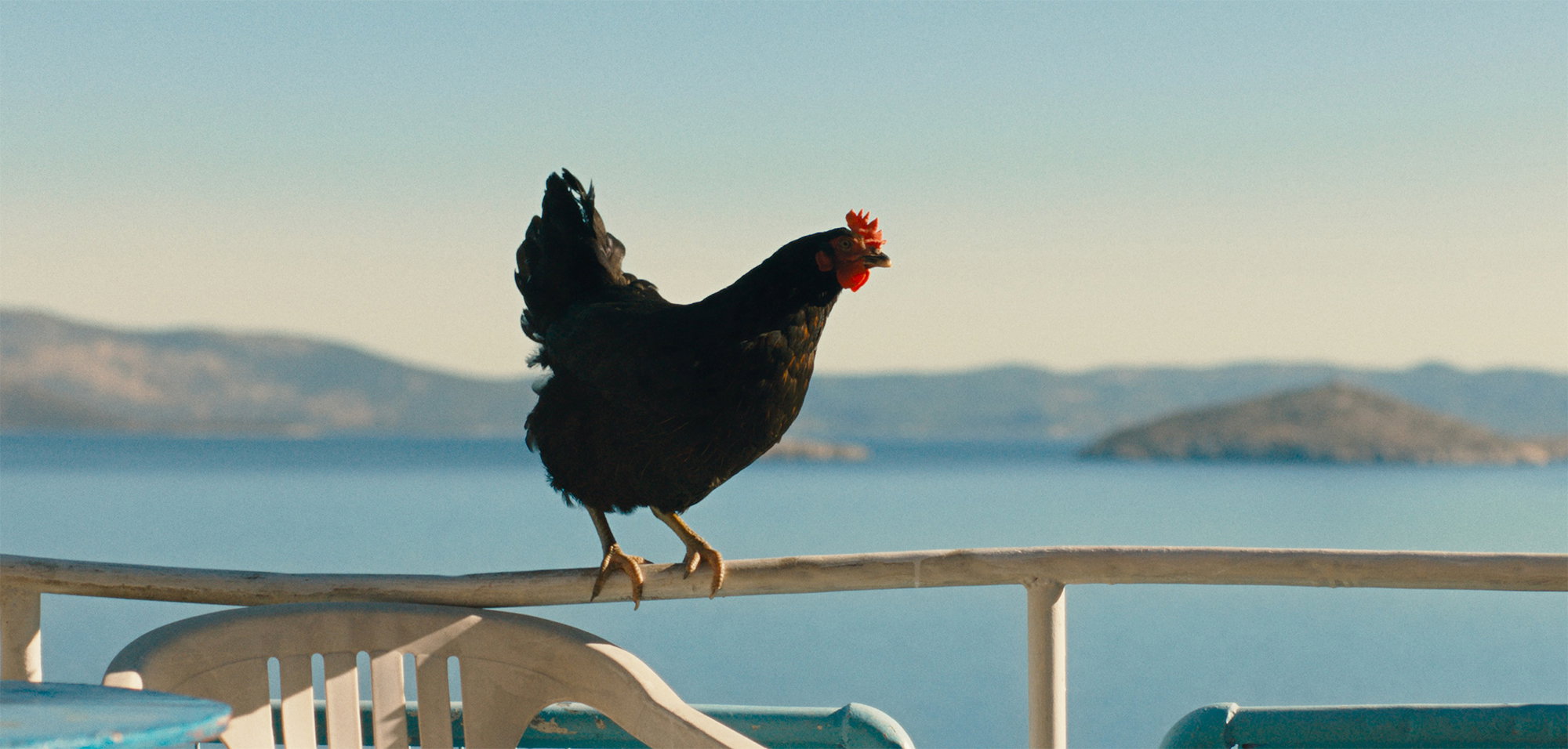 New US Trailer for Chicken Movie ‘Hen’ Following a Bird on the Run