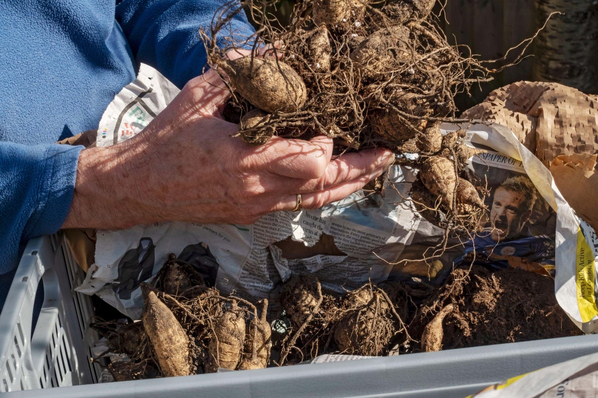 How to store summer-flowering bulbs over winter