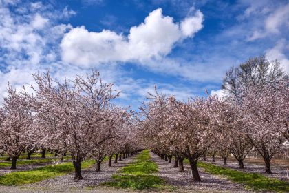 This 365-mile Train Route Showcases the Beauty of California—With Vineyard Views and Access to 4 National Parks