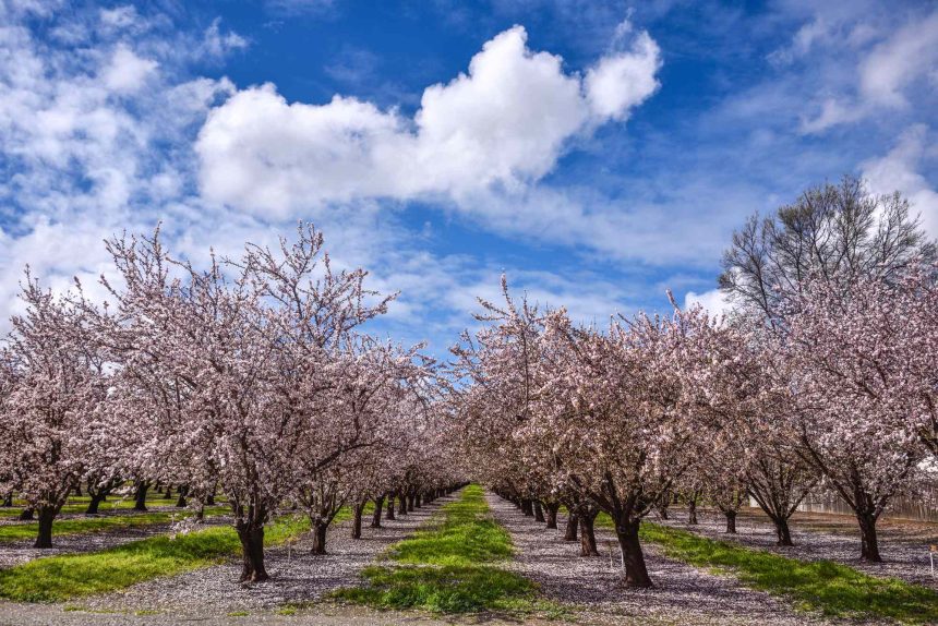 This 365-mile Train Route Showcases the Beauty of California—With Vineyard Views and Access to 4 National Parks