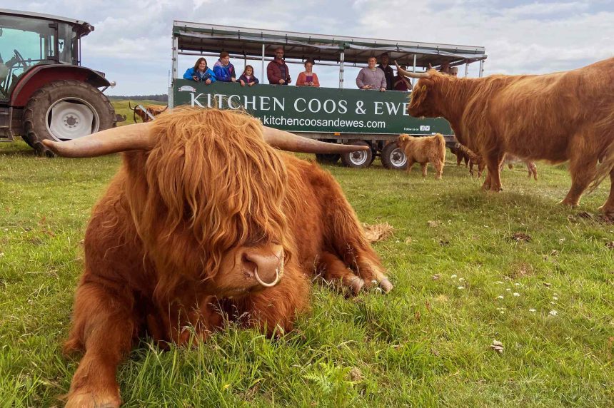 This Scottish Castle Offers ‘Bovine Safaris’ That Let You Cuddle With Highland Cows