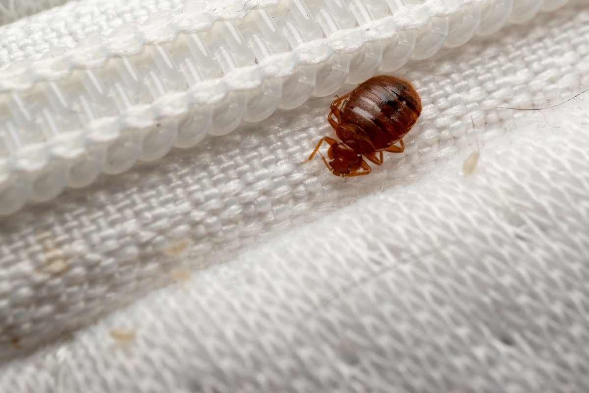 How to check for bedbugs in your hotel room – and what to do if you spot one