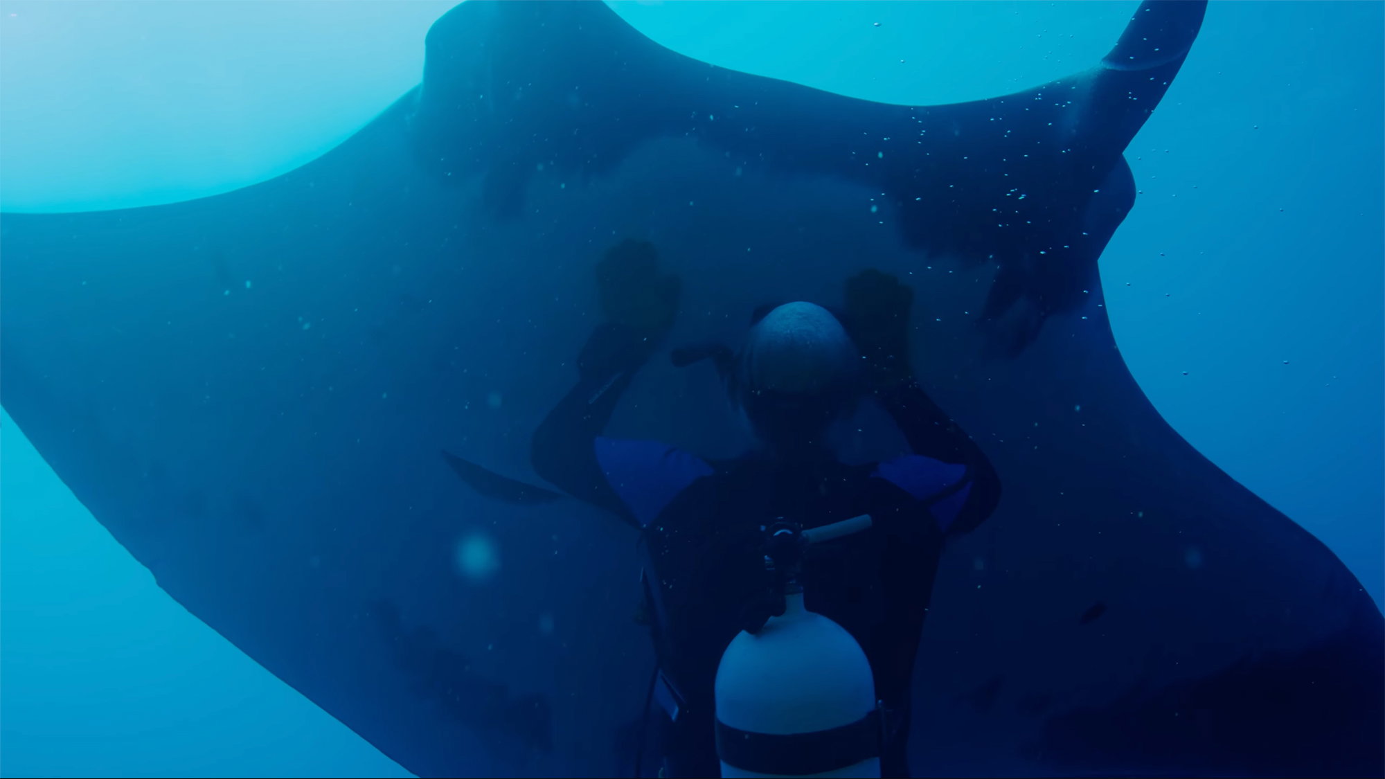 Official Trailer for ‘The Last Dive’ Doc About Befriending a Manta Ray