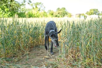 How regenerative agriculture can strengthen the long-term supply of pet food ingredients