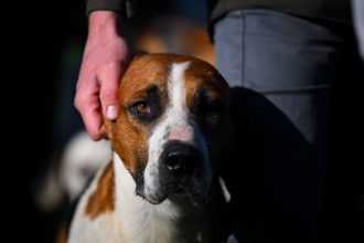 Is your doggie depressed? Here are some signs to watch for