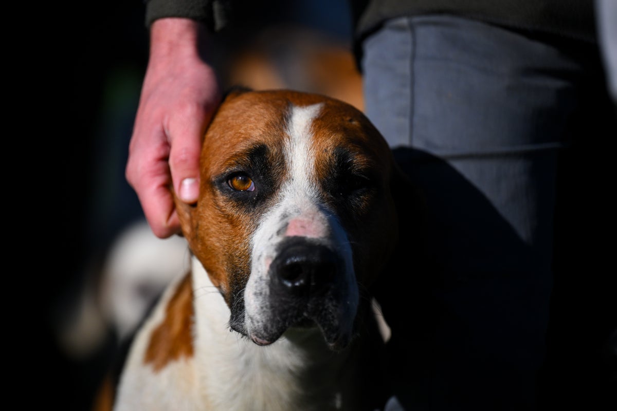 Is your doggie depressed? Here are some signs to watch for